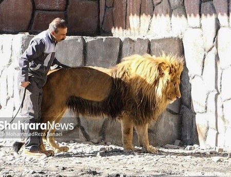 جدیدترین عکس ها از شیر بیمار باغ وحش مشهد | پایگاه خبری جماران