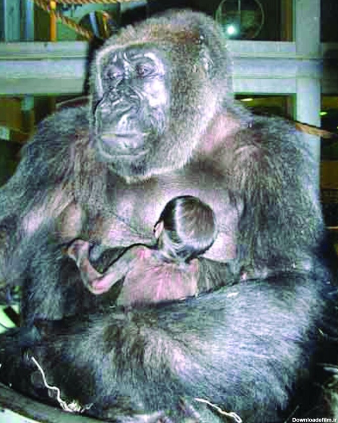 روزی که یک گوریل بچه انسان نما به دنیا آورد/ عکس - خبرآنلاین