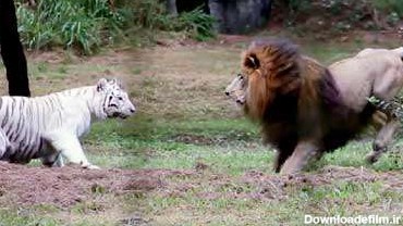 نبرد شیر و ببر در باغ وحش