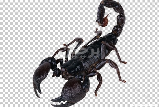Borchin-ir-scorpion wild animal png photo عکس بدون زمینه عقرب سیاه با فرمت png2