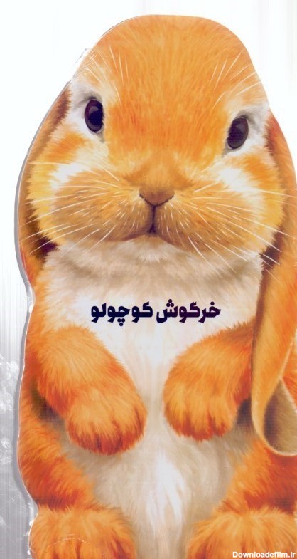 خرگوش کوچولو - Little bunny, فروشگاه اینترنتی همیشه