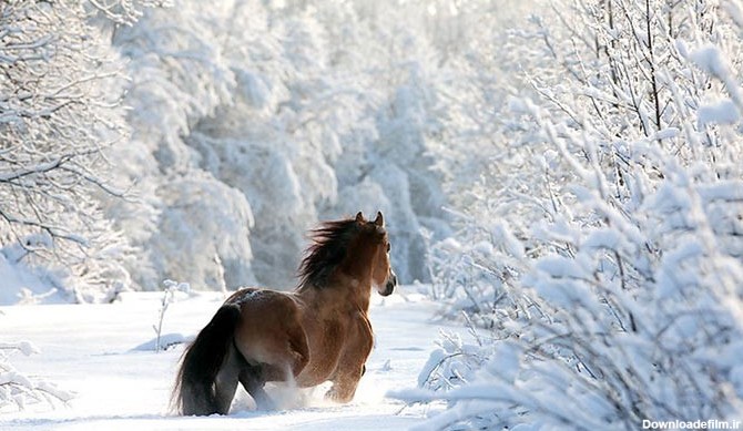 تصاویر؛ همزیستی حیوانات با برف و سرمای زمستان