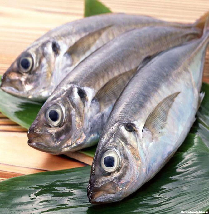 ماهی شمال یا جنوب؟ کدام یک سالم تر است ؟ | فروش ماهی و میگو تازه ...