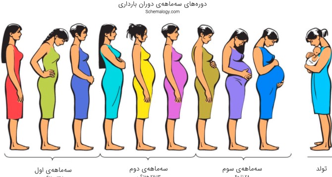 رشد جنین در دوران بارداری: سه دوره سه ماهه - اسکیمالوژی ...