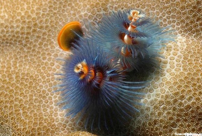 عکسهای زیبا از دنیای زیر آب - www.taknaz.ir
