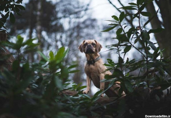 دانلود تصویر سگ قهوه ای در جنگل