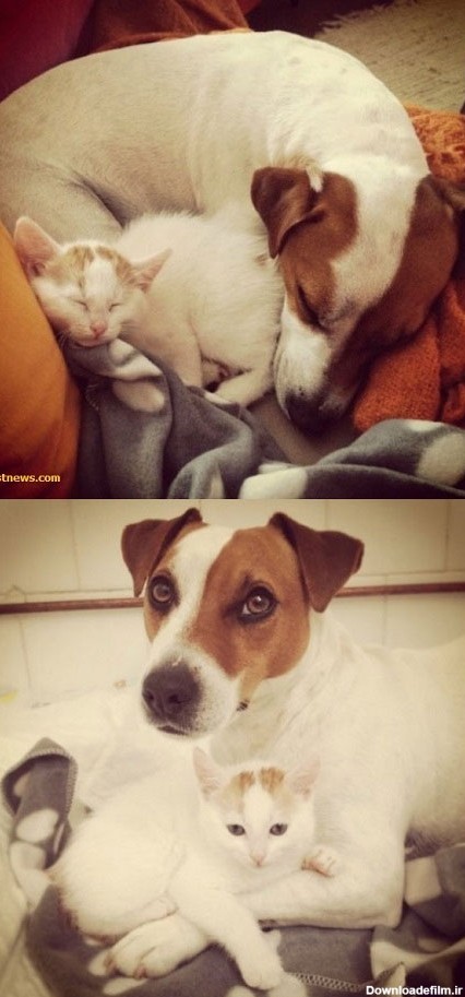 این سگ پرستار گربه‌ها است! +عکس