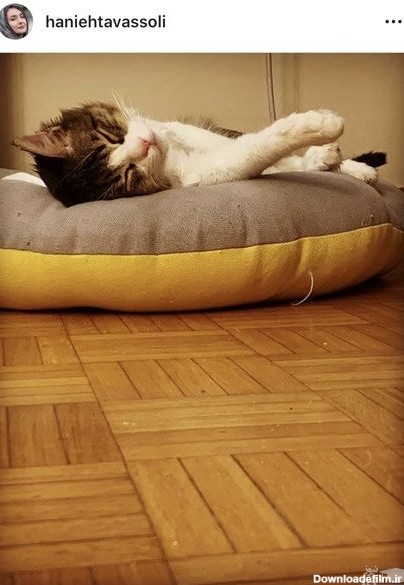 گربه خسته و بانمک هانیه توسلی