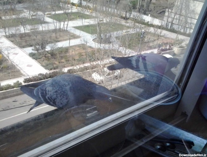 بریان می‌دیدم: پرنده پشت پنجره و در قابلمه