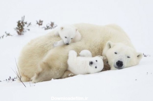 عکس | بازی خرس‌های قطبی در عکس روز نشنال جئوگرافیک - خبرآنلاین