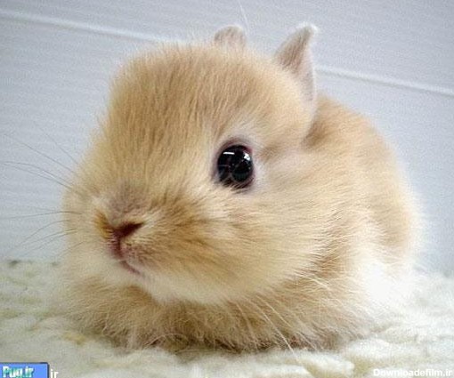 پرشین پت > > بامزه ترین و زیباترین خرگوش هایی که تا به حال دیده ...