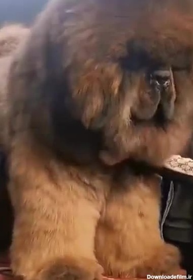 اینم ویدئویی از پشمالوترین سگ دنیا
