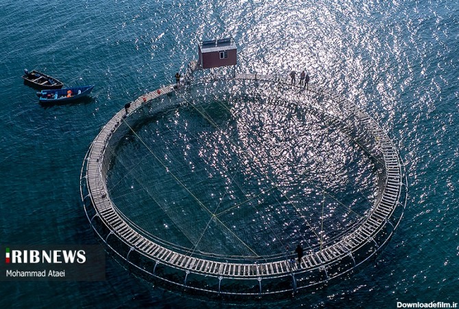 آخرین خبر | عکس/ بزرگترین قفس پرورش ماهی ایران در سواحل خزر