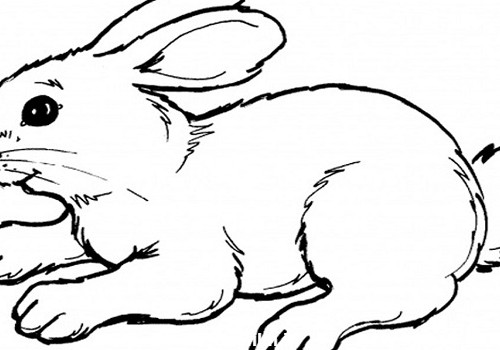 عکس نقاشی خرگوش کارتونی - تــــــــوپ تـــــــــاپ