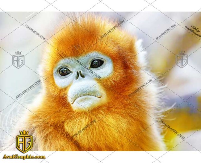 عکس با کیفیت میمون نارنجی مناسب برای طراحی و چاپ - عکس میمون - تصویر میمون - شاتر استوک میمون - شاتراستوک میمون