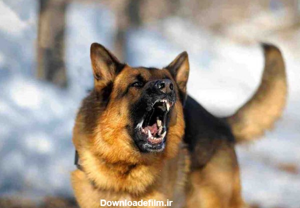 فرارو | (ویدئو) سگ ژرمن شپرد حمله پلنگ وحشی را ناکام گذاشت