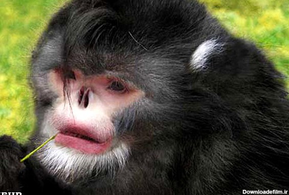 تصویر گونه جدید میمون که هنگام باران عطسه می‌کند! - خبرگزاری ...