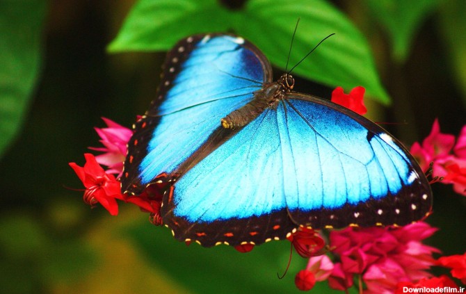 پروانه آبی و مشکی