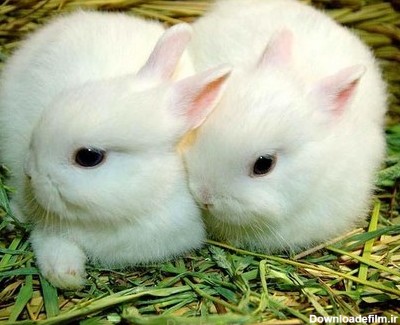 نژاد خرگوش مینیاتوری