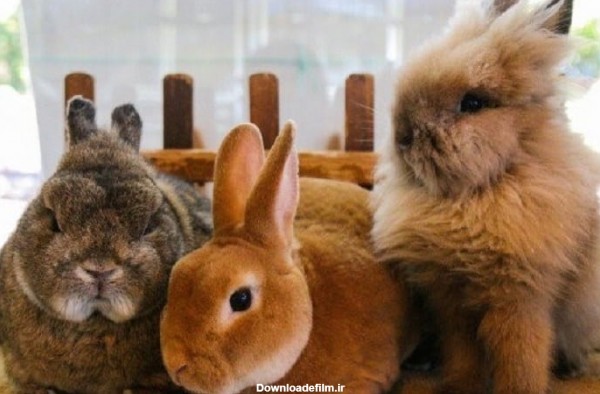 عکس انواع نژاد خرگوش