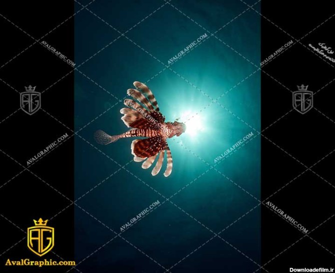 عکس خروس ماهی رایگان مناسب برای چاپ و طراحی با رزو 300 - شاتر استوک ماهی - عکس با کیفیت ماهی - تصویر ماهی - شاتراستوک ماهی