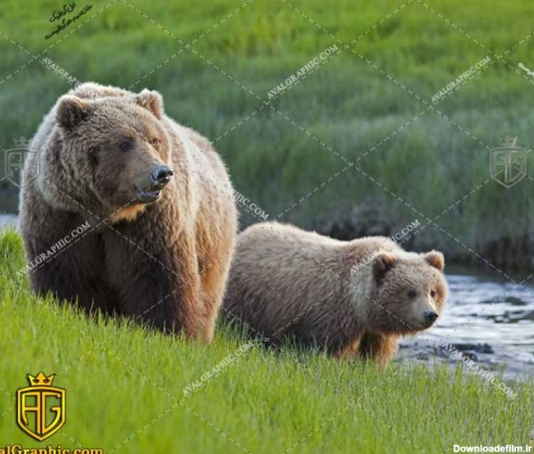 عکس خرس بزرگ جثه