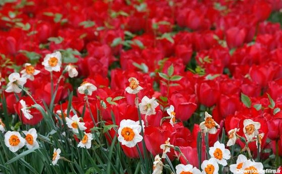 تصاویر : گل‌های زیبا در باغ ایرانی | سایت انتخاب