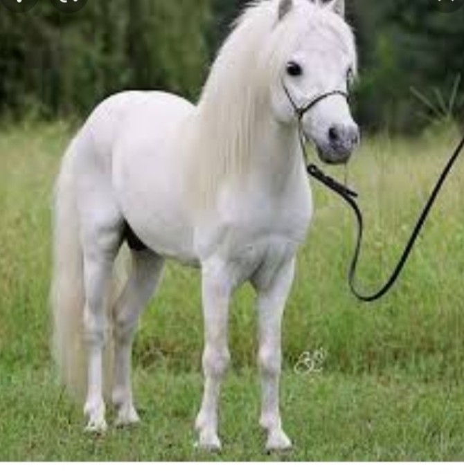 اسب کوچولو - عکس ویسگون