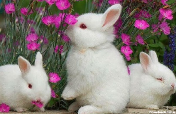 عکس خرگوش ها ناز