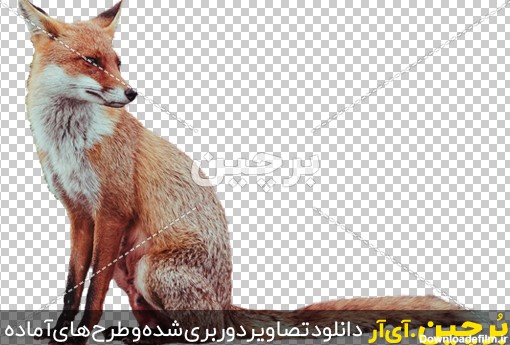 Borchin-ir-Animal-Fox-PNG-Image عکس روباه png2