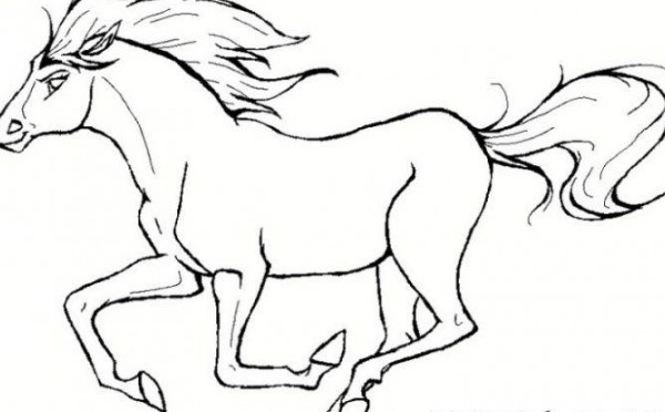 عکس اسب برای نقاشی کشیدن