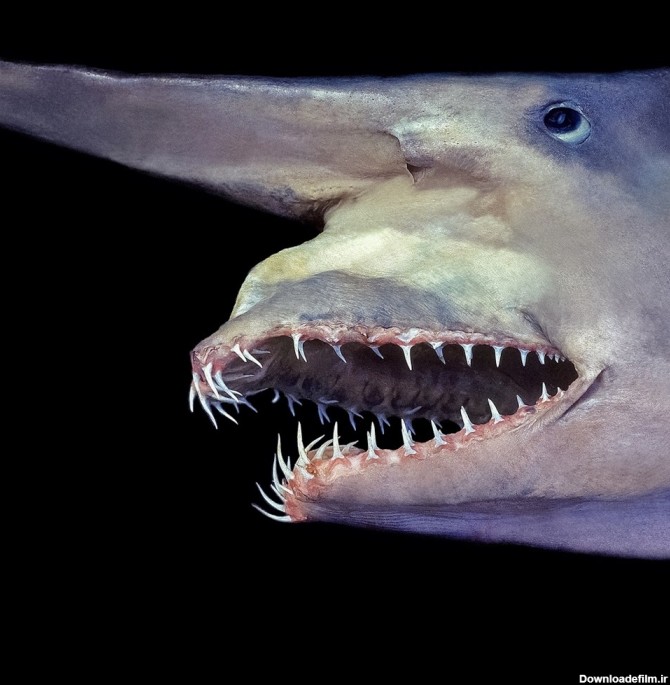 عکس ترسناک ترین ماهی جهان