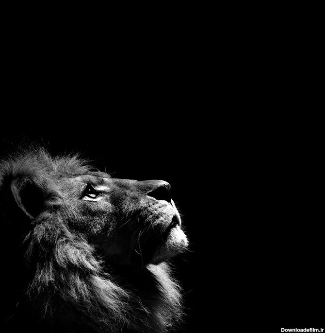 عکس سیاه شیر - دانلود رایگان - پارس پی ان جی - PARSPNG