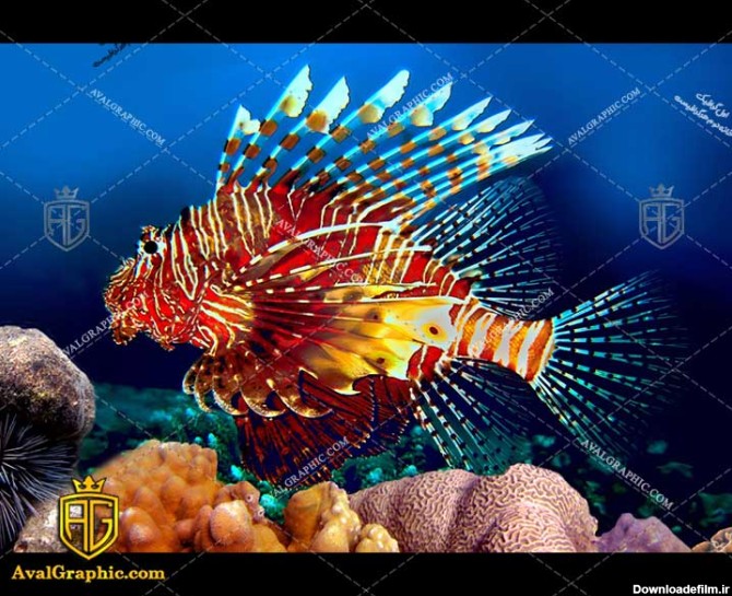 ماهی چند رنگ رایگان مناسب برای چاپ و طراحی با رزو 300 - شاتر استوک ماهی - عکس با کیفیت ماهی - تصویر ماهی - شاتراستوک ماهی