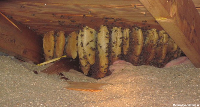 کندوسازی زنبورها در خانه های مسکونی و طبیعت