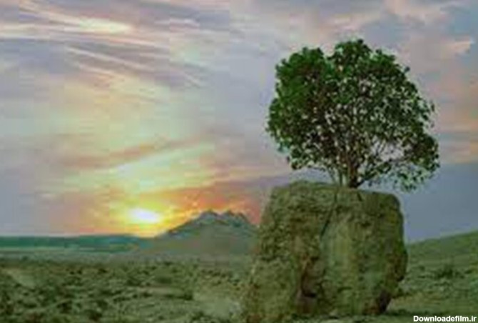 ببینید | معجزه طبیعت؛ رویش درخت از دل تخته سنگ در استان فارس