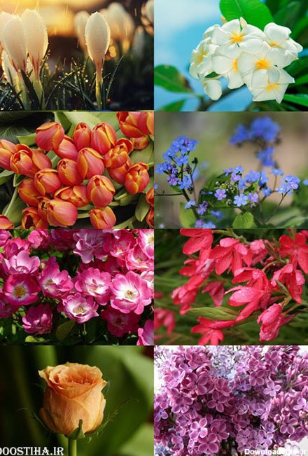 دانلود والپیپر انواع گل برای دسکتاپ Flowers Wallpapers Pack 7