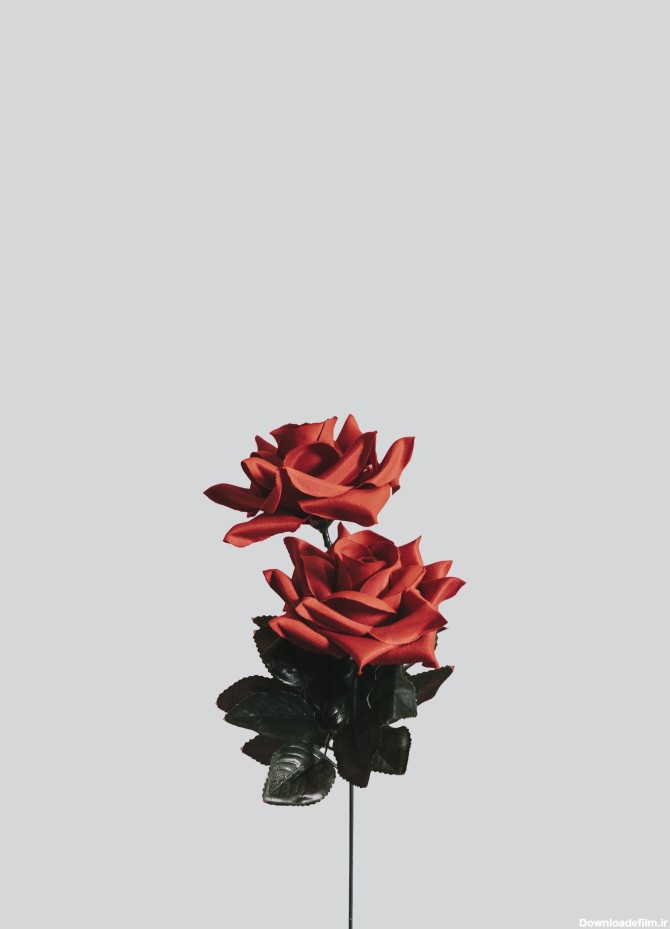 عکس زمینه گل سرخ و سیاه پس زمینه | والپیپر گرام