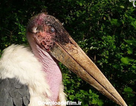 آخرین خبر | ترسناک‌ترین و خونخوارترین پرندگان دنیا