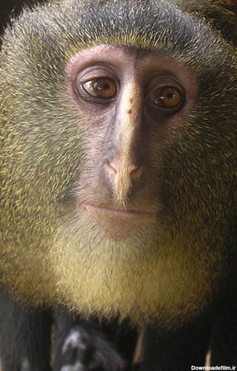 شناسایی گونه ی جدیدی از میمون ها+تصاویر - جهان نيوز