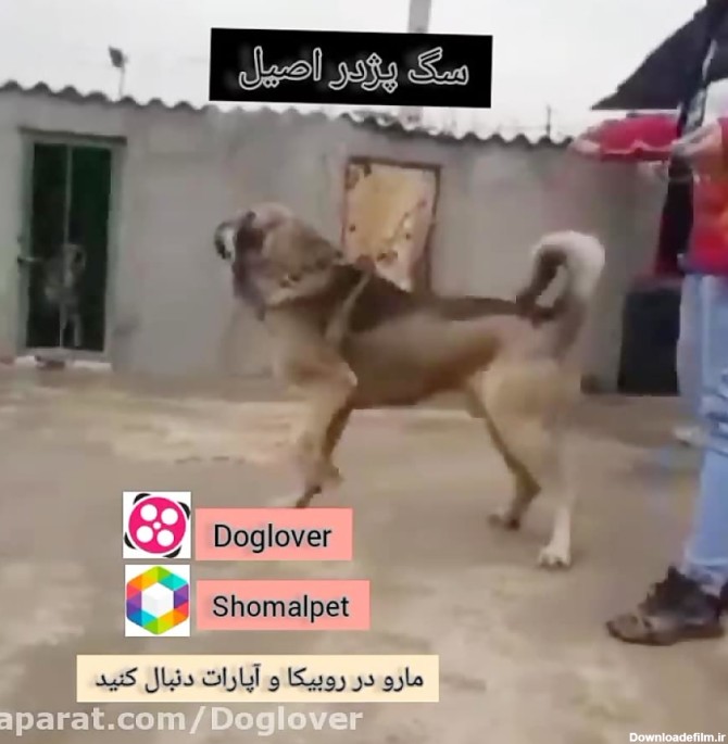 عکس سگ عراقی بزرگ