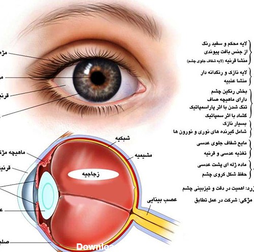 آناتومی چشم انسان و معرفی آن - مرکز چشم پزشکی سلامت غرب تهران