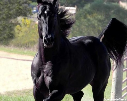 بازار فروش اسب عرب سیاه Airya