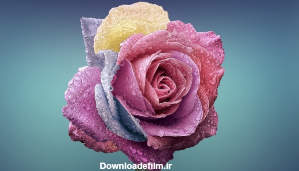 عکس شاخه گل رز رنگارنگ colorful rose flower