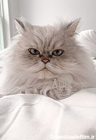 گربه ایرانی - ویکی‌پدیا، دانشنامهٔ آزاد
