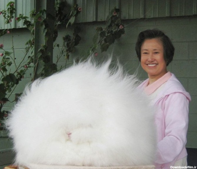 موی یک خرگوش آمریکایی به 25 سانتیمتر رسید - China Radio International