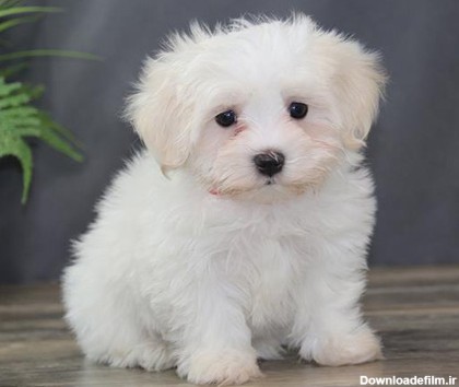 8 نژاد کوچکترین سگ های زیبا