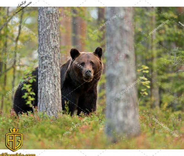 عکس جنگل و خرس رایگان مناسب برای چاپ و طراحی با رزو 300 - شاتر استوک خرس - عکس با کیفیت خرس - تصویر خرس - شاتراستوک خرس