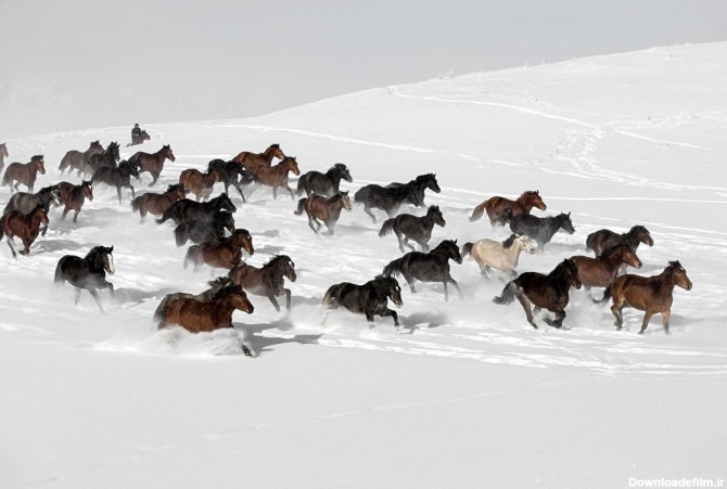عکس: اسب‌های وحشی در برف
