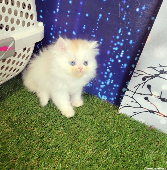 فروش بچه گربه چشم دو رنگ سفید